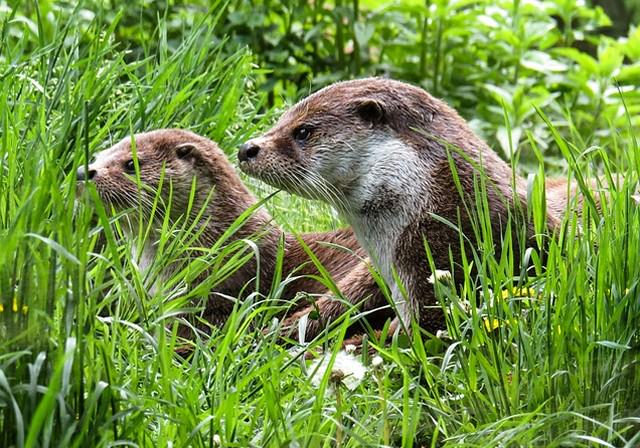 自然の中で生きるカワウソ
